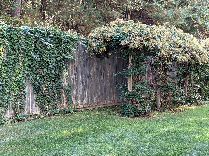 Greenleaves Realty Group